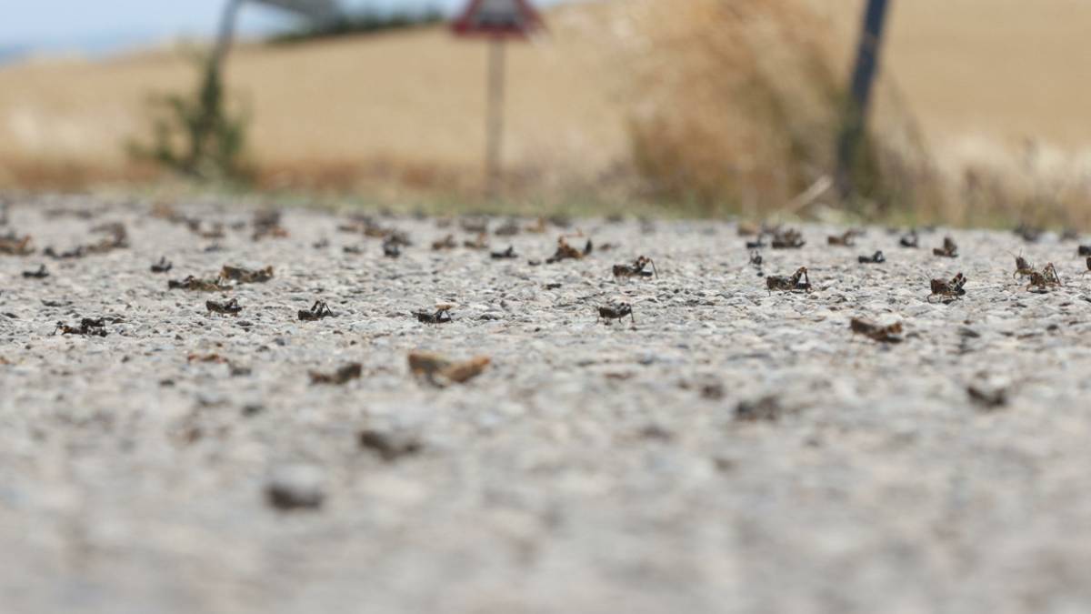 Cesena, mancano giusto le cavallette: La pioggia ha ritardato la nascita di un mese