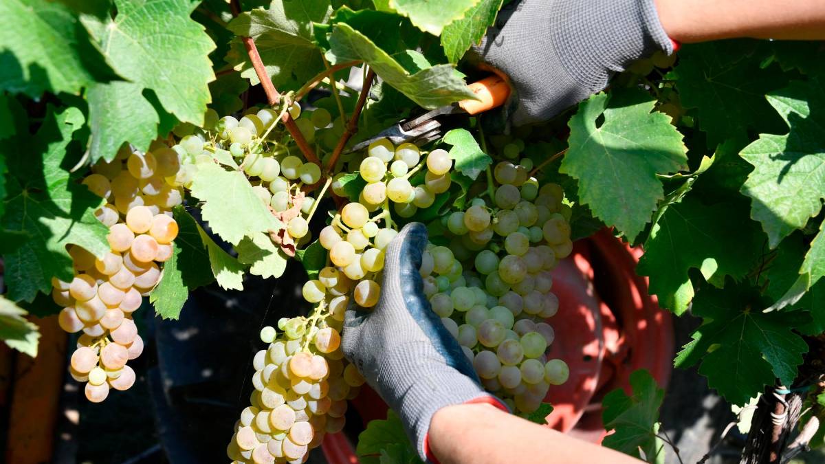 Vendemmia, nel Forlivese c’è chi anticipa e chi no