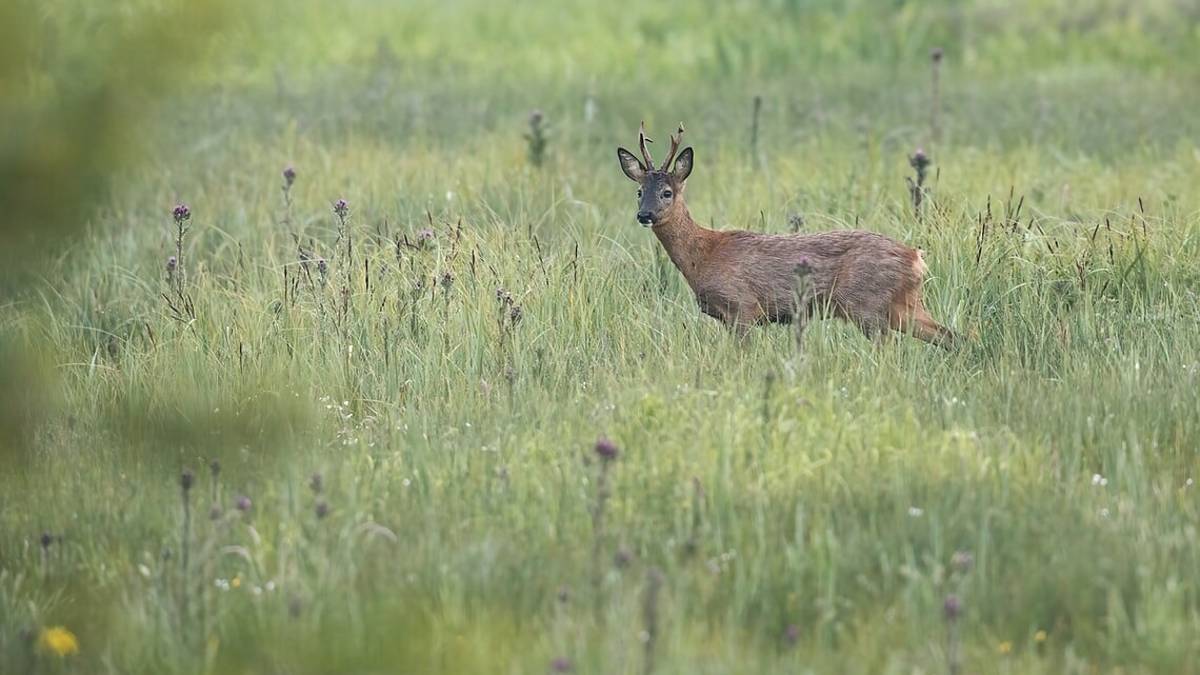 Rimini, animalisti all'aeroporto: sospeso l'abbattimento del capriolo
