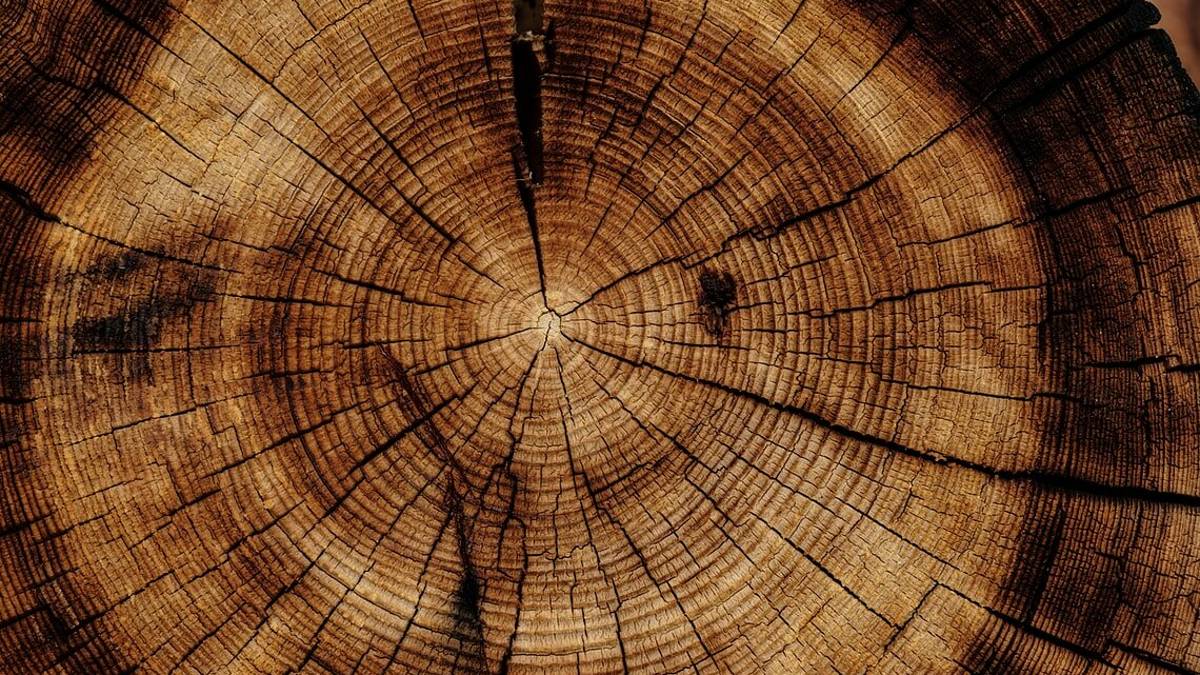Ravenna, tagliarono 50 alberi. Assolti, controlleranno la crescita