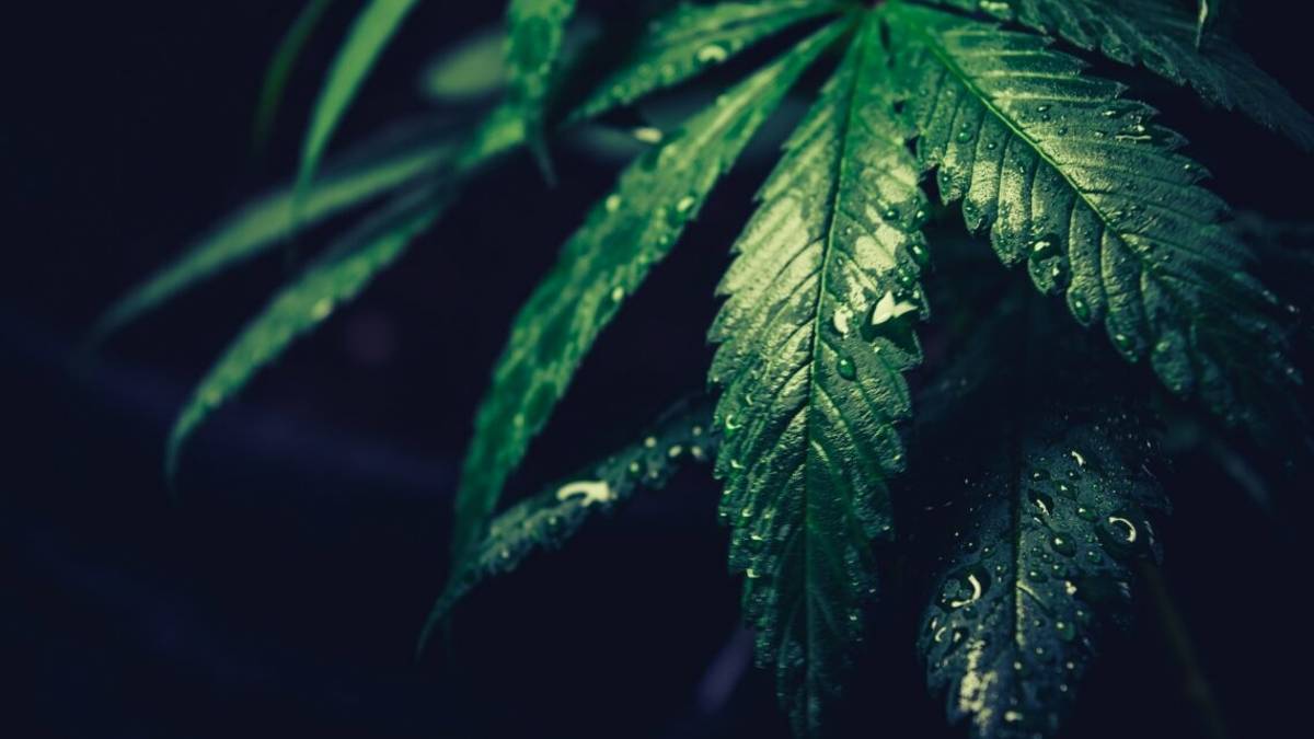 Un vaporizzatore di CBD è la soluzione per smettere di fumare?