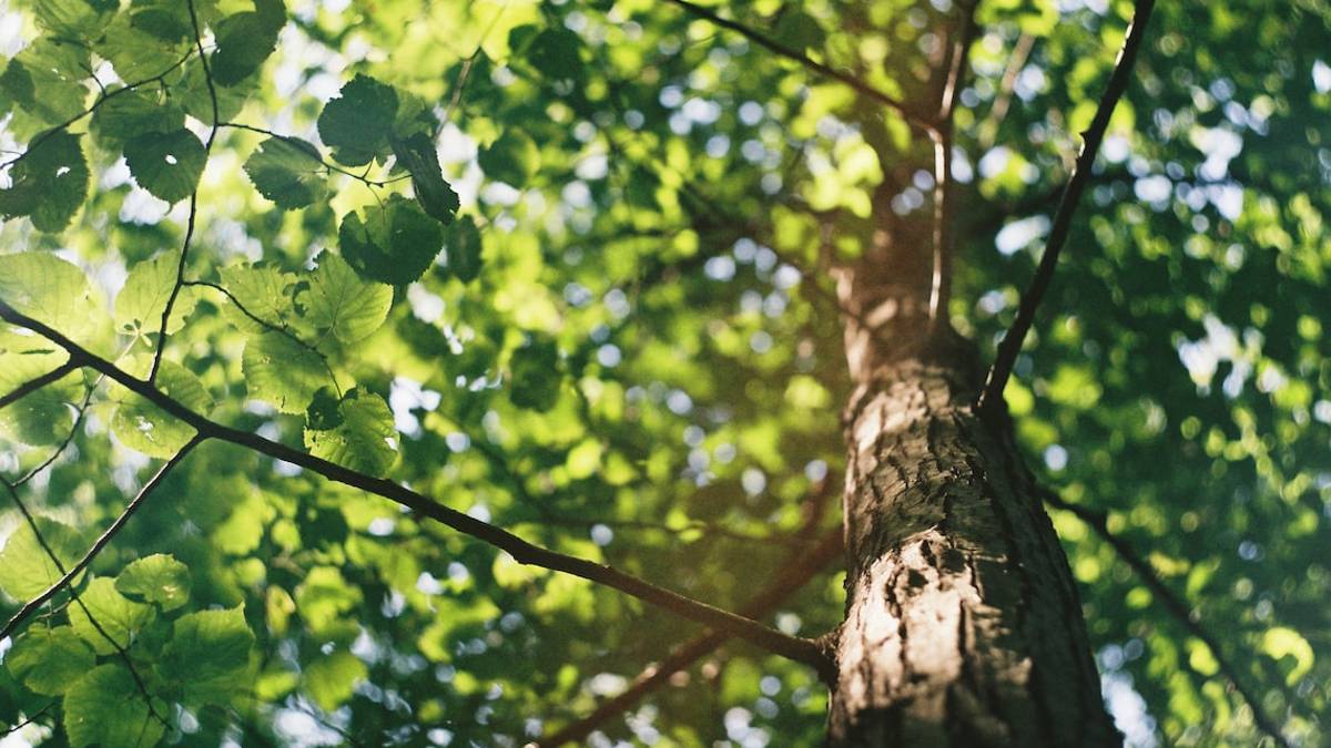 Ravenna, 2.100 alberi per l'area di via Sirotti