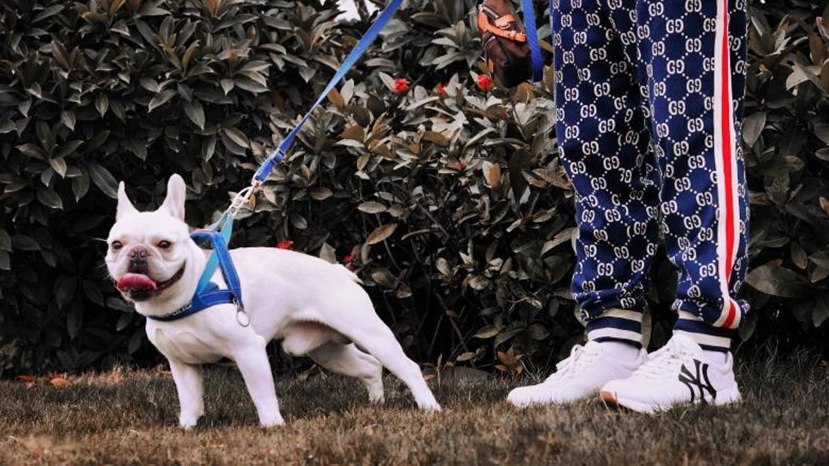 Dalle Marche a Forlì per “esibirsi” davanti a una passante col cane, bloccato erotomane