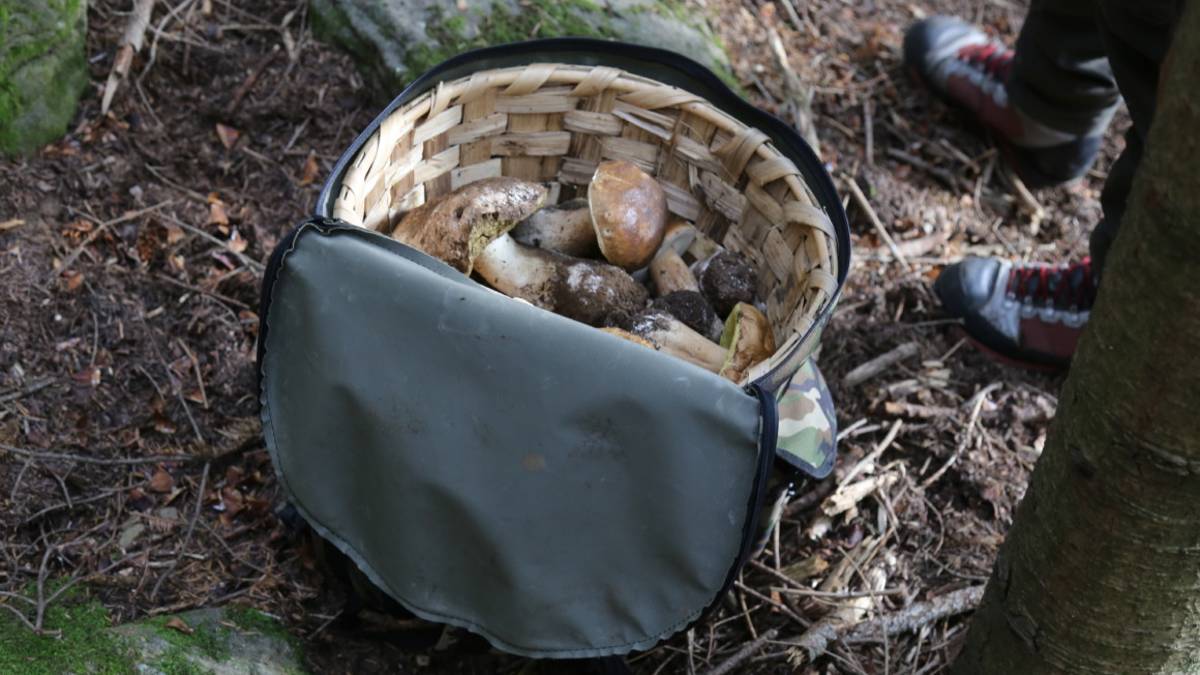 Valle Savio, vanno a funghi nella riserva naturale: doppia multa di 500 euro