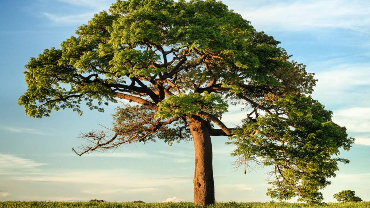 Coriano, gli studenti escono dall’aula e piantano 50 nuovi alberi