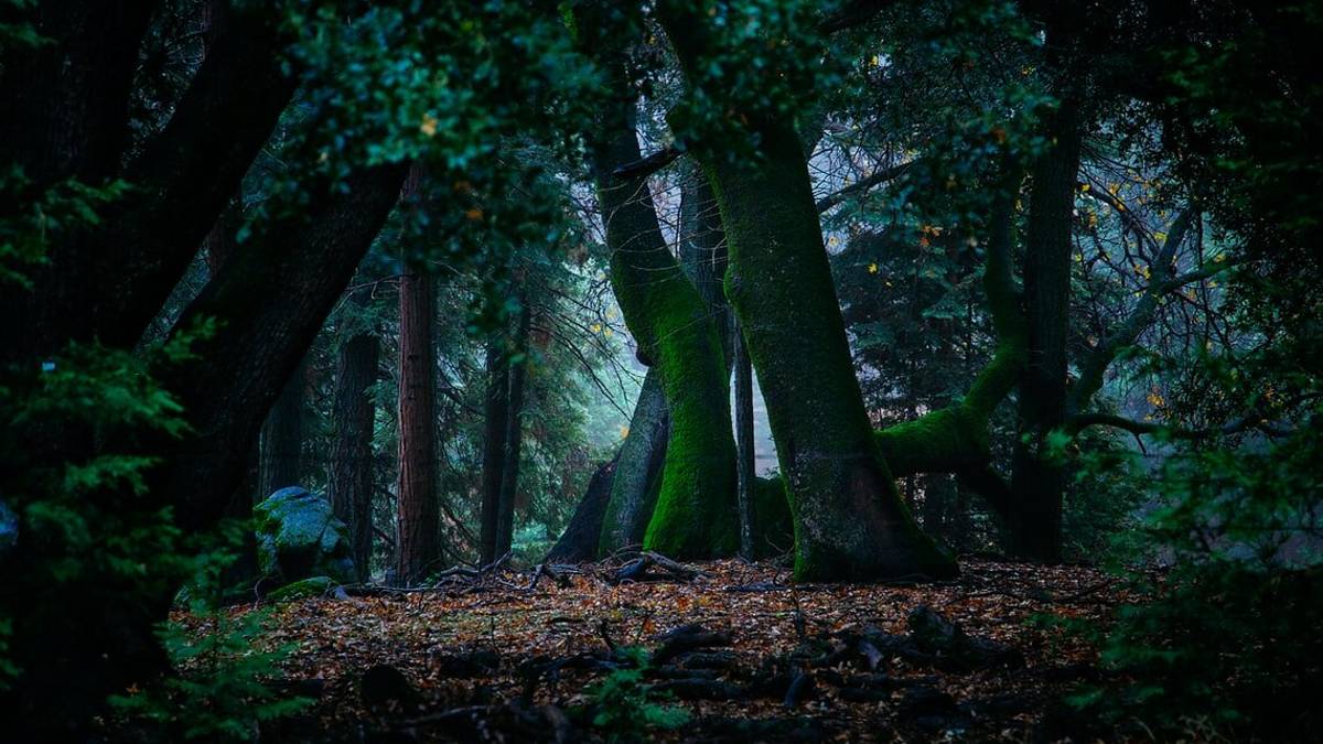 Distribuzione gratuita di alberi: ecco i vivai che aderiscono al progetto dell'Emilia Romagna