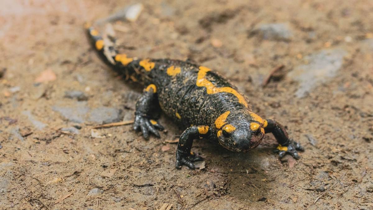 Rimini, striscia nella sabbia per rubare: un altro ladro-salamandra nella rete dei Carabinieri