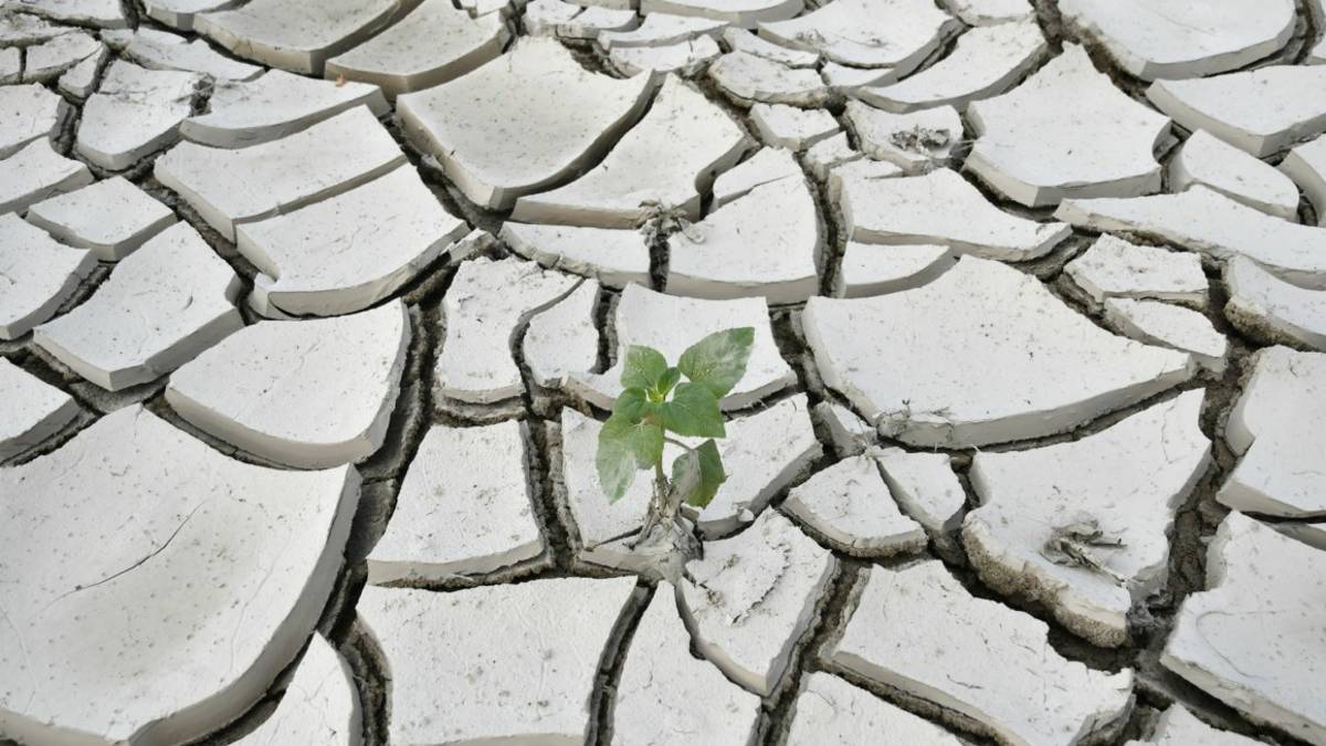 Alluvione in Romagna: prestiti a tasso zero per imprese agricole e della pesca