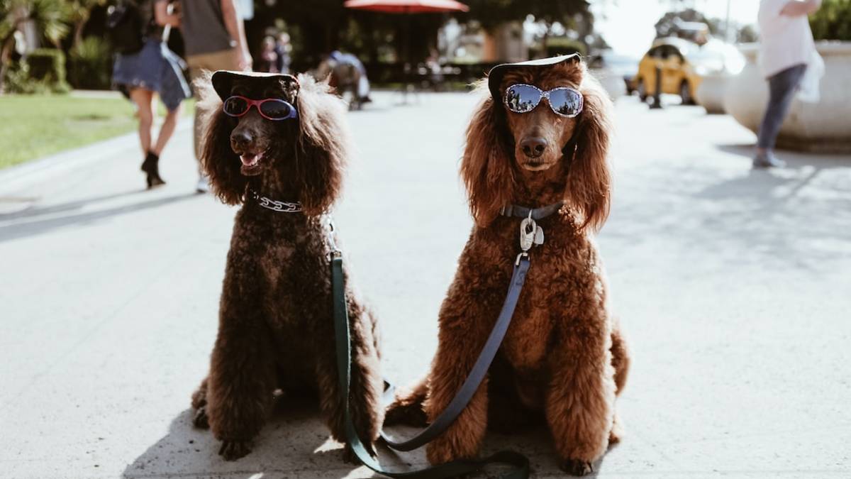 Meldola: cani e deiezioni, non raccoglierle costa 50 euro di multa a partire da ottobre