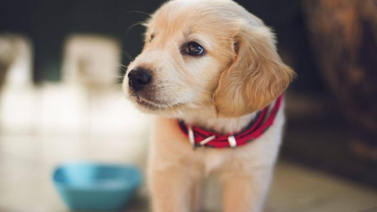 Cesenatico, abbandona il cane: gli aggiornamenti sul 75enne denunciato