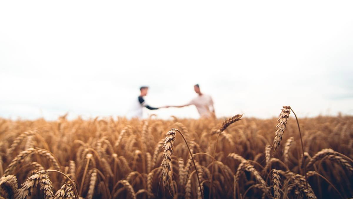 Asta per terreni agricoli in Emilia-Romagna: il link per partecipare