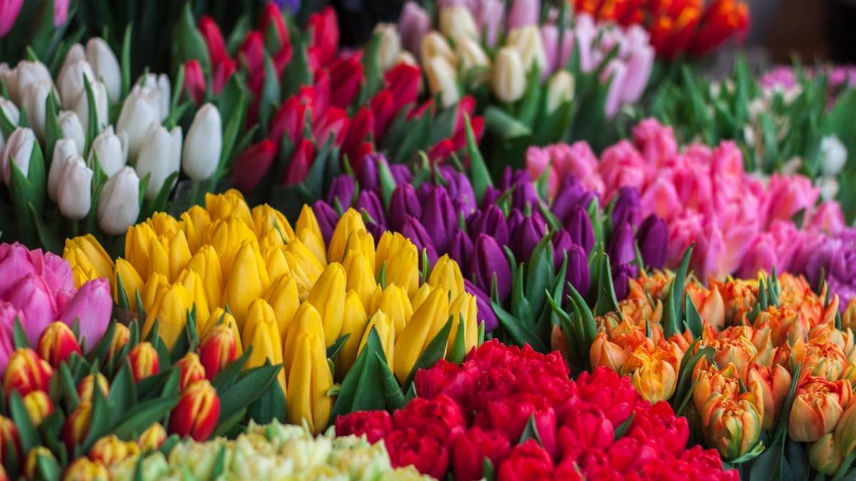 Cesena, domenica vendita benefica di fiori al Garden Center Scarpellini