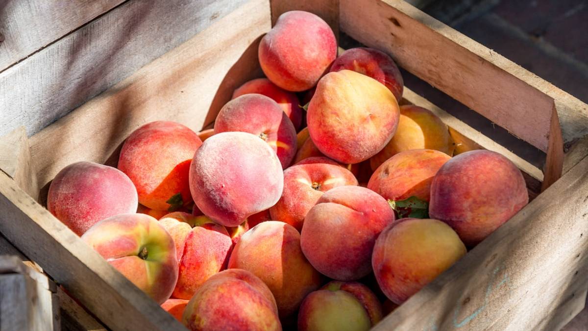 Rapporto agricoltura 2021 in Romagna: crisi della pesca, boom del nocciolo