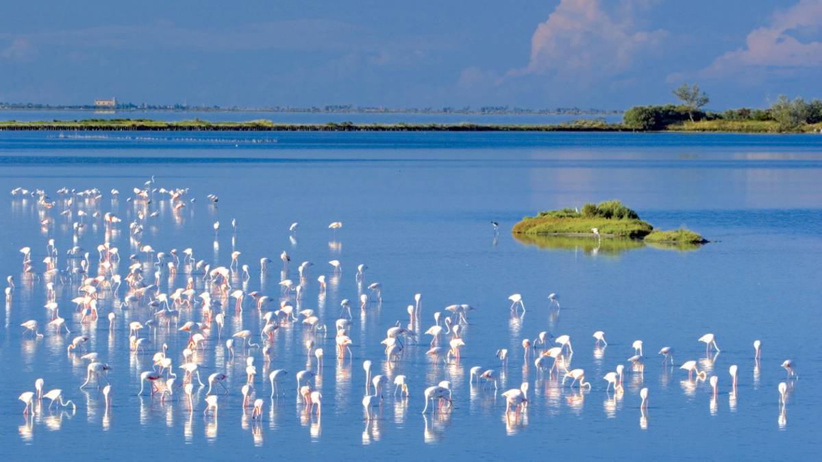 Ravenna. Più di 200 fenicotteri adottati a distanza