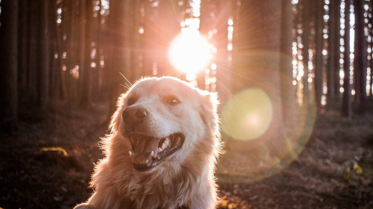 Troppi cani senza guinzaglio: San Clemente dice basta