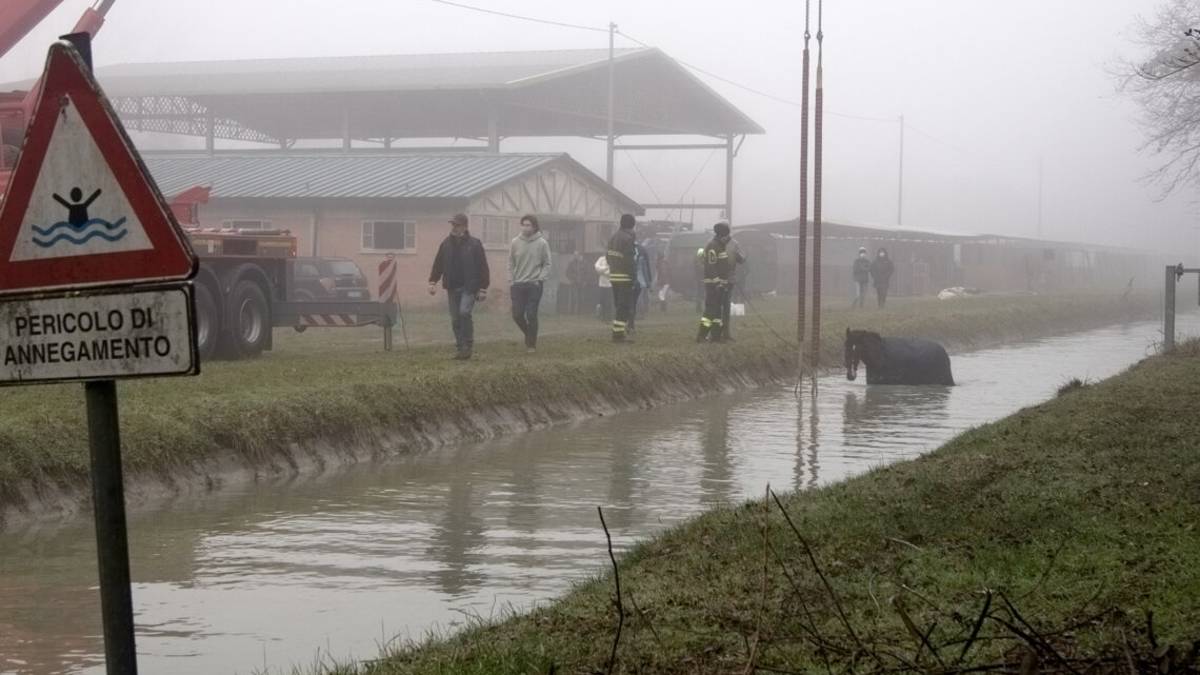 Ravenna, paura per un cavallo caduto in un canale