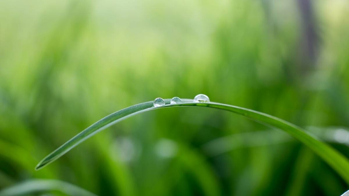 Nasce il Giardino verticale: come fare e quali piante scegliere