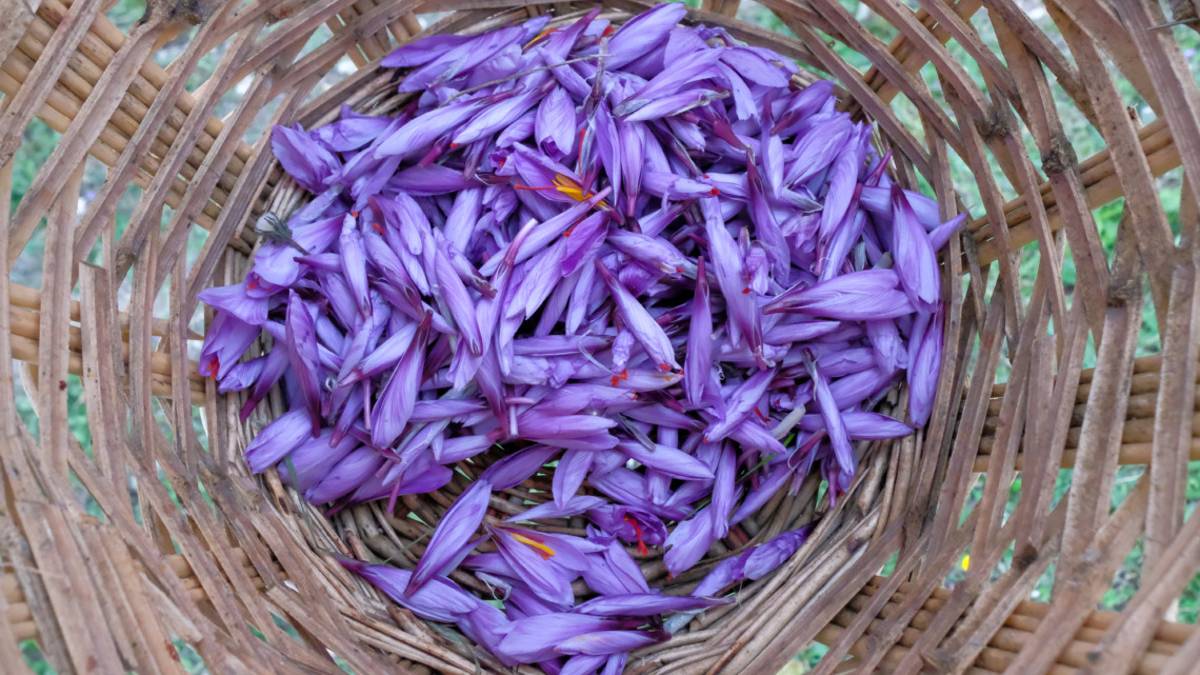 La raccolta dello zafferano, il tesoro della Val Marecchia