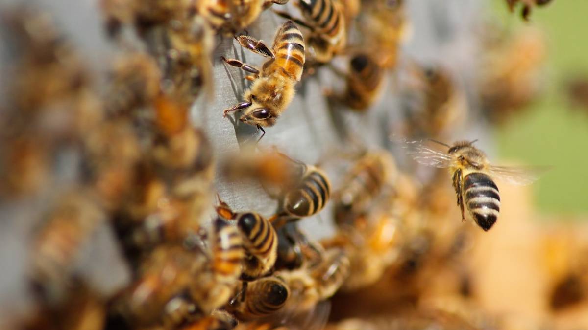 Le api per rilevare la qualità dell'aria: un progetto innovativo debutta a Ravenna