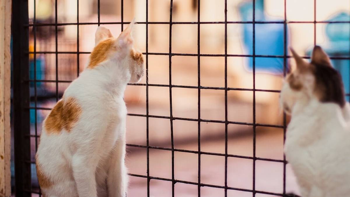 I contributi della Regione: 80mila euro per il canile il gattile di Imola