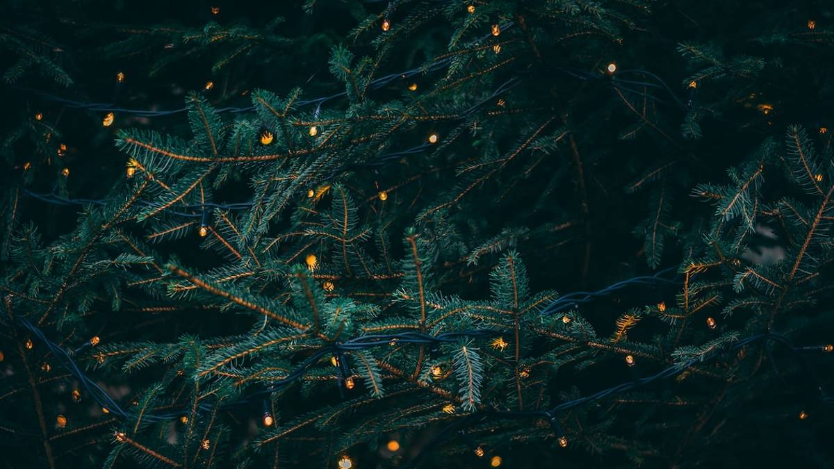 Cesenatico, a Bagnarola sabato l'accensione dell'albero di Natale