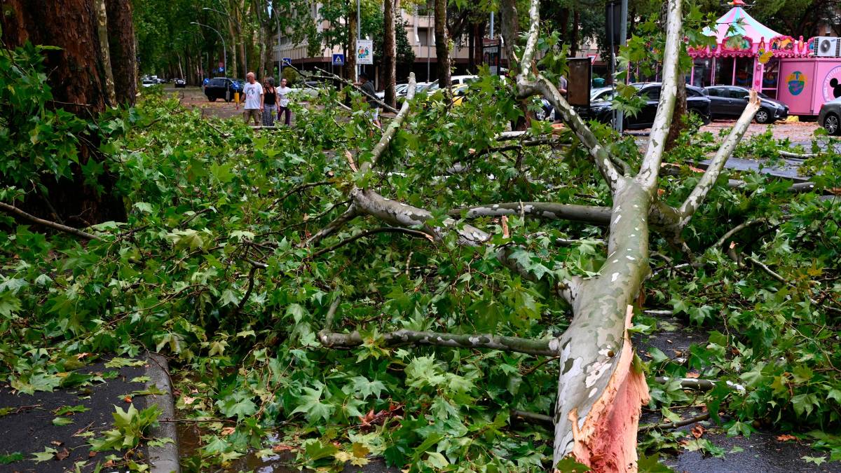 Nubifragio a Forlì: una strage di alberi e rami caduti, chiusi parchi e giardini pubblici FOTOGALLERY