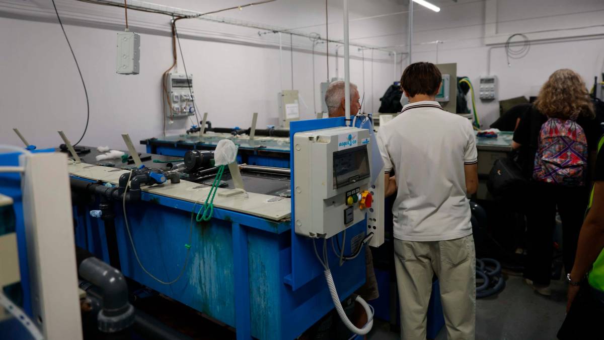 Cesenatico, scatta il progetto “Octo-Blu”: la Regione e l’Ateneo schierano il polpo contro il granchio alieno VIDEO e FOTOGALLERY
