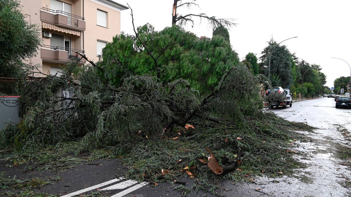 Nubifragio a Forlì: una strage di alberi e rami caduti, chiusi parchi e giardini pubblici FOTOGALLERY