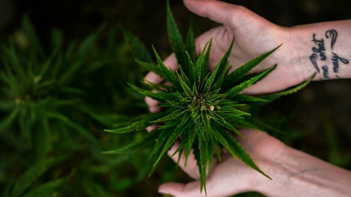 Usi sorprendenti per la canapa che forse non conoscete
