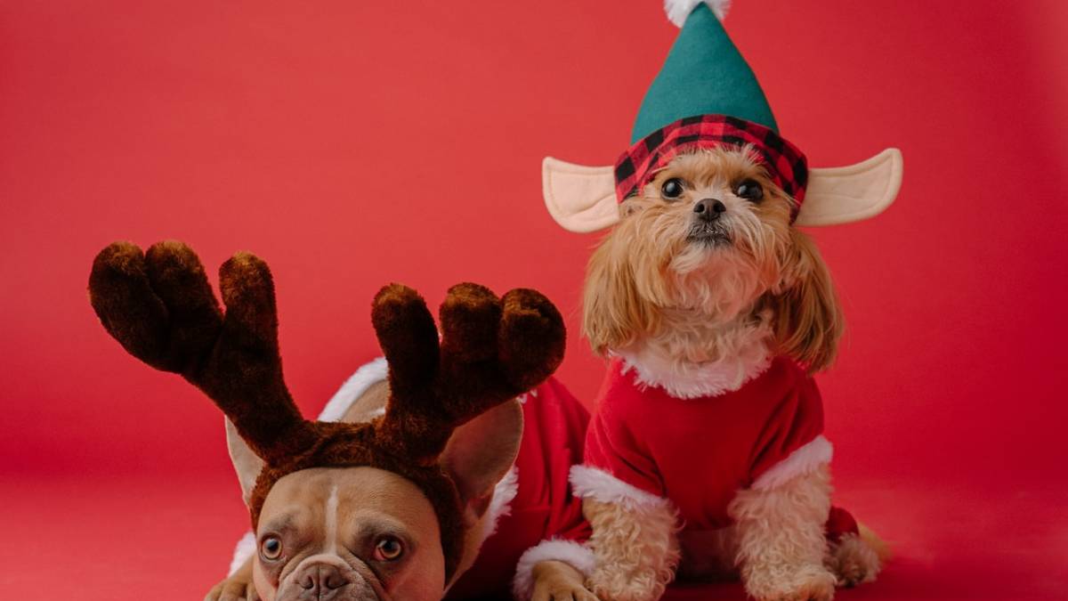 Rimini, un cucciolo non è un giocattolo: riceverlo per Natale è un impegno serio