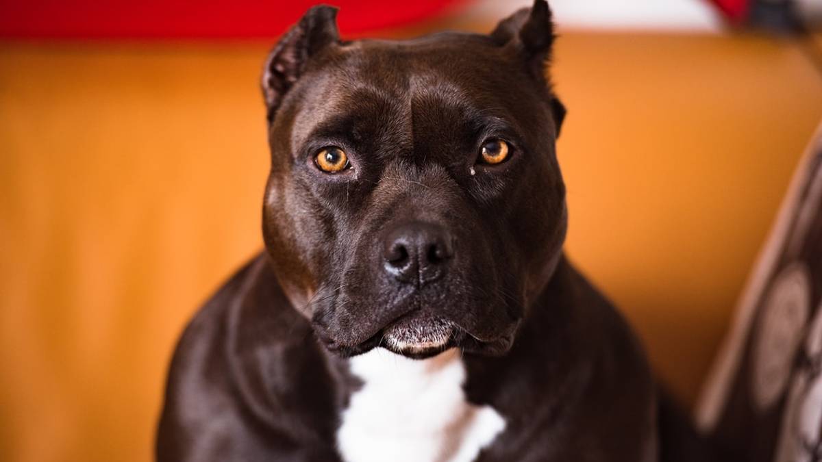 Meldola, attenti al padrone: spacciava in casa protetto da suoi due pitbull