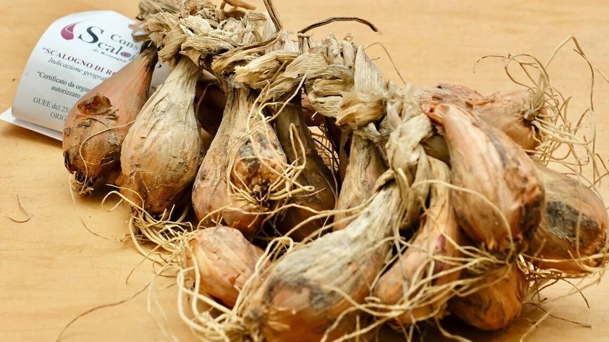 Scalogno romagnolo, sapori forti sulla tavola dell'estate