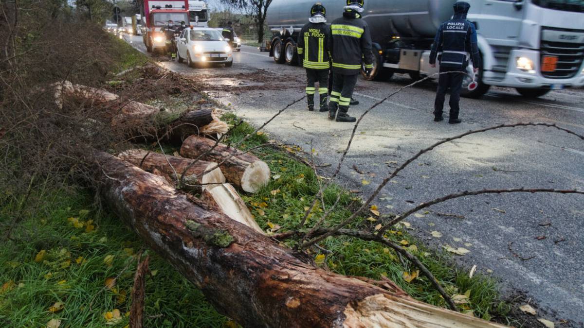 Ravenna, albero sulla strada. Baiona bloccata
