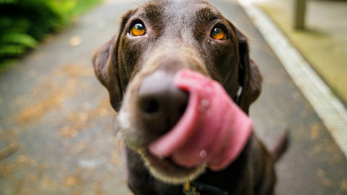 Ravenna, cani nei negozi e locali: parte la petizione