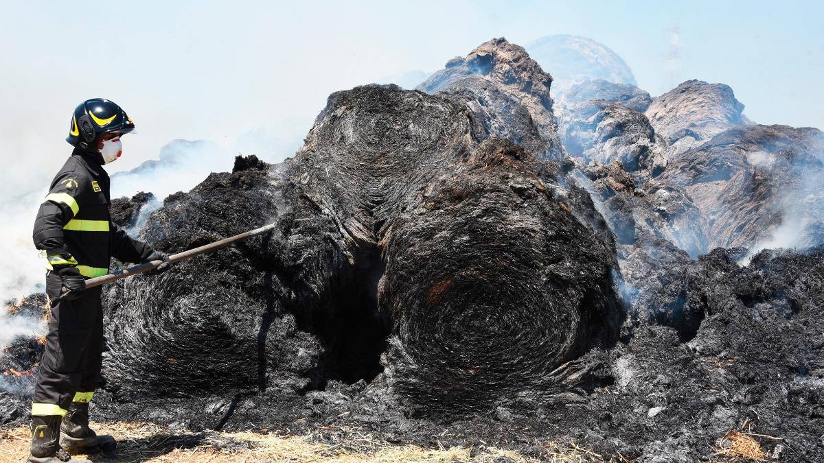 Coriano, rotoballe a fuoco, gregge di pecore salvato dai vigili del fuoco