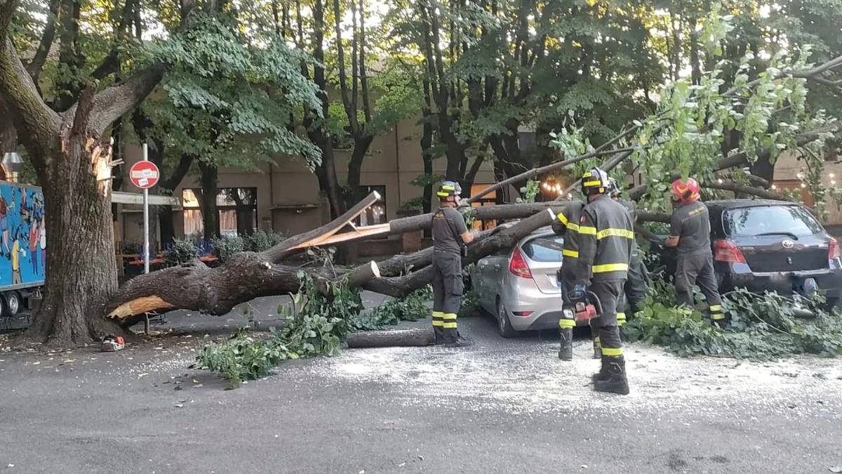 Faenza, albero crollato: un fungo la causa
