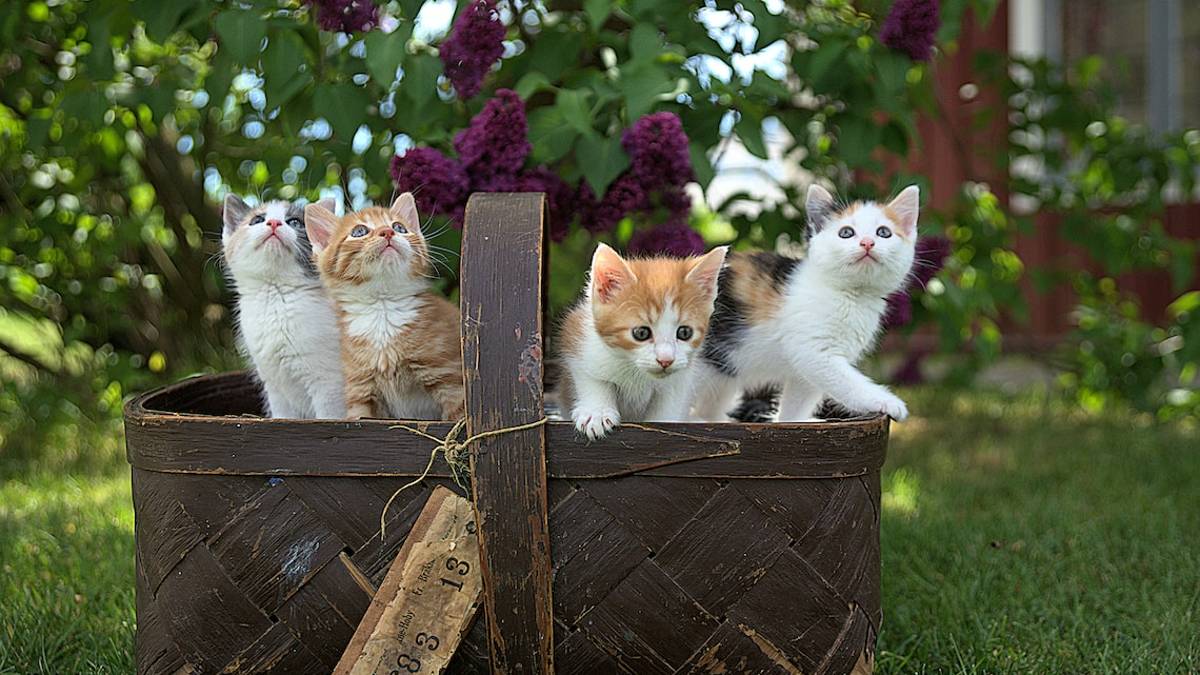 Rimini, nuovo gattile a San Martino in Venti