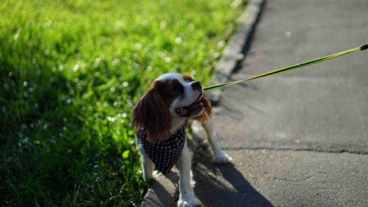 Lite in un parco a Forlì per i cani per uno sgambetto col guinzaglio