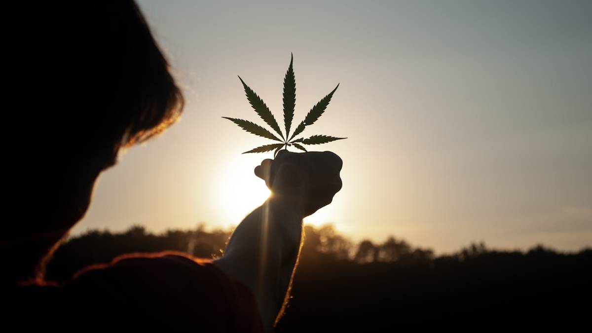 Rimini, hashish, marijuana e una pianta di canapa indiana: 58enne denunciato