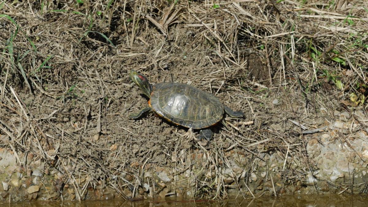 Le tartarughe americane minacciano quelle riminesi: Portatele al Cras