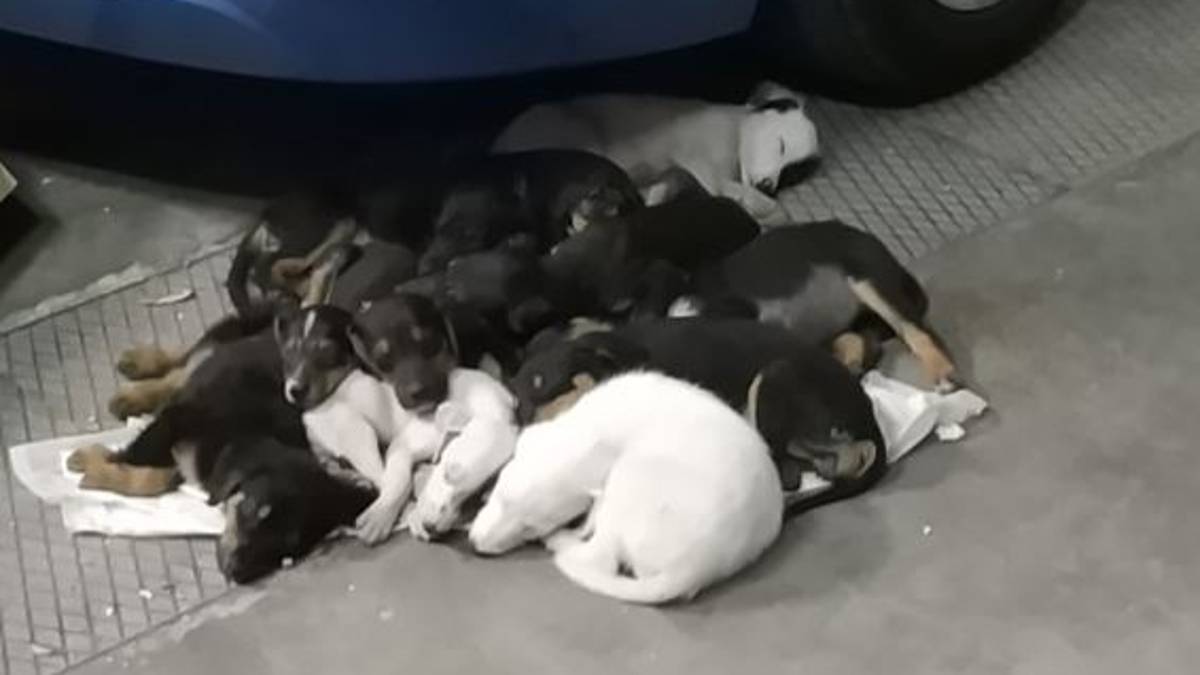 Solarolo, aveva 11 cuccioli di cane denutriti nell'auto: denunciata