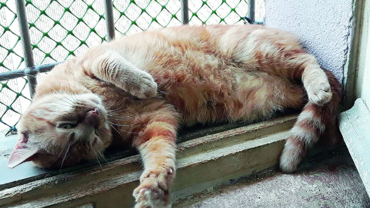 Adozioni: Peggy ama le coccole