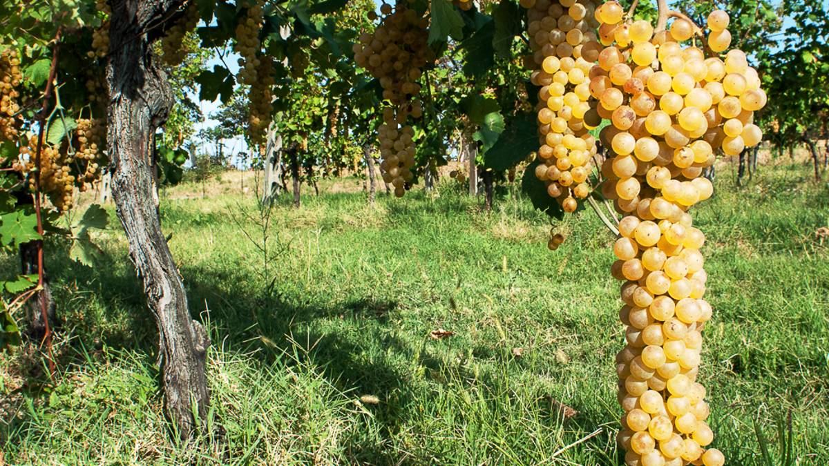 Week end a tutta Albana sul colle di Bertinoro