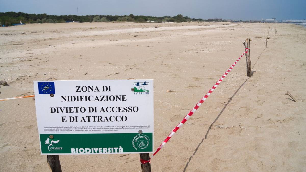 A Marina di Ravenna schiuse le prime uova di fratino: nati 3 pulli