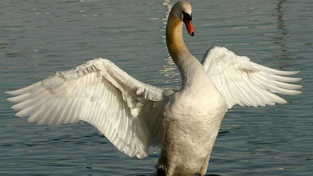 Ravenna, cigno reale ucciso dai bracconieri