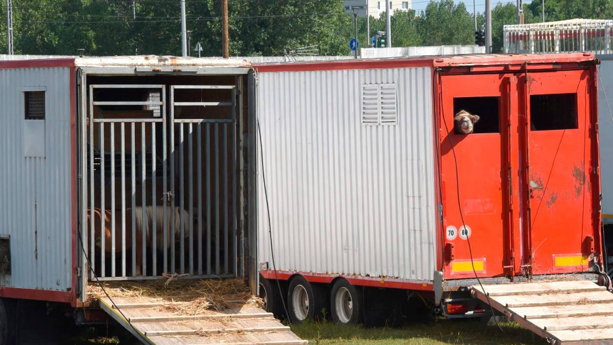 Rimini, il coordinamento contro il ritorno del circo Orfei