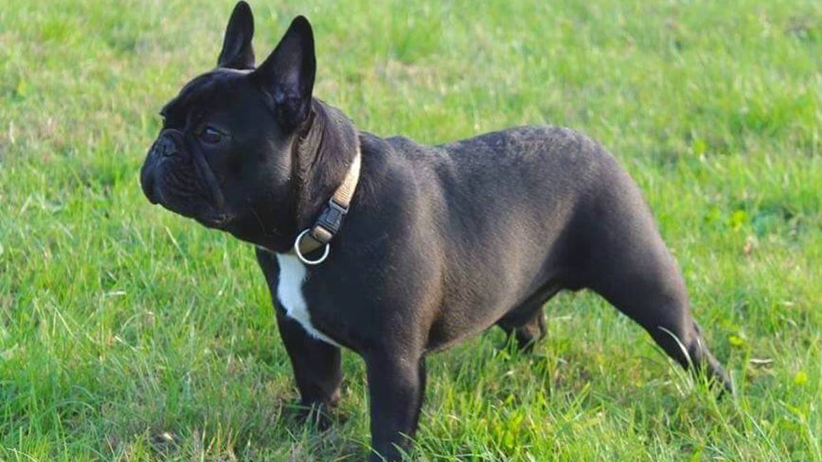 Truffa sul pedigree del bouledogue francese. Allevatori condannati a Ravenna
