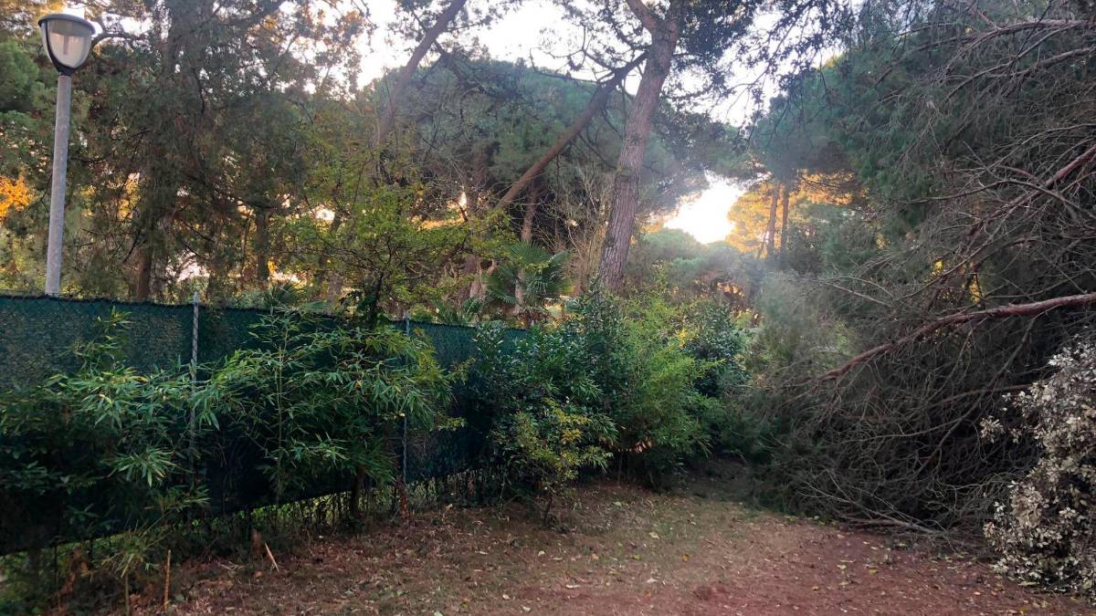 Stradello a Marina di Ravenna ieri mattina, con un pino rovinato al suolo a causa delle forti raffiche di vento di sabato