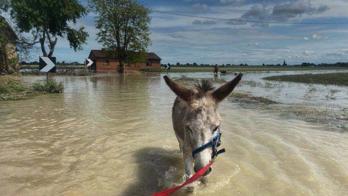 Mais, l'asino di Russi che resiste all'alluvione: Era destinato al macello, è il nostro supereroe