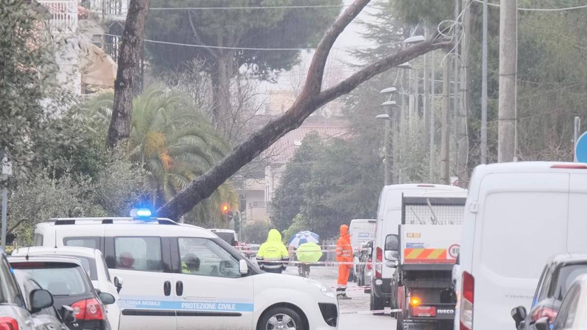 Rimini. Raffiche di vento, strage di alberi